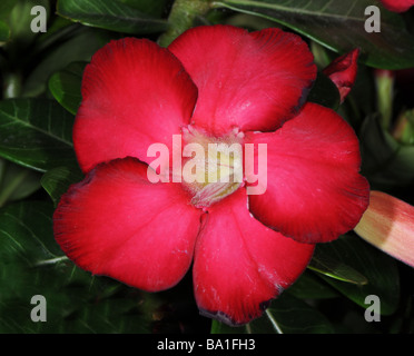 Adenium obesum également connu sous le nom de Desert Rose, Sabi Star ou Kudu Banque D'Images