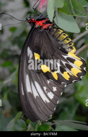 Cairns, papillon femelle de la CITES d'Ornithoptera euphorion Banque D'Images