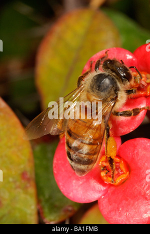 Abeille domestique, Apis mellifera, alimentation sur une couronne d'épines pour le nectar et le pollen des fleurs Banque D'Images