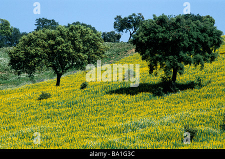 Tapis de Fleurs la campagne d'Alentejo, dans le sud du Portugal, un paysage dominé par les arbres de chêne-liège Banque D'Images