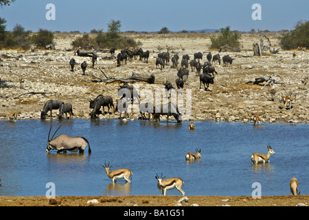 Des gnous, Oryx et springbok au point d'Okaukuejo, Etosha National Park, Namibie Banque D'Images