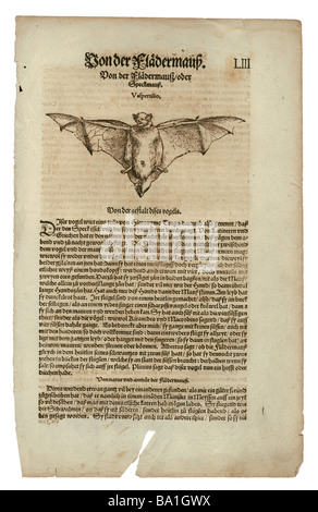 Zoologie / animaux, manuels, 'Historia animalium', par Conrad Gessner, Zurich, Suisse, 1551 - 1558, vespertilionid bat (Vespertilio), coupe du bois, Banque D'Images