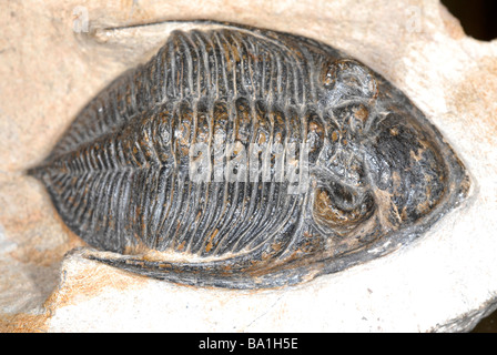 Trilobite fossile Banque D'Images