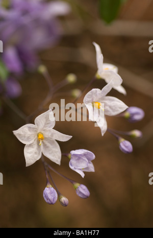 Vigne de la pomme de terre Solanum jasminoides, Solanaceae, Brésil Banque D'Images