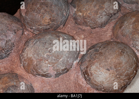 Oeufs de dinosaures fossiles dans un nid, 70 à 100 millions d'années, à partir de la période du crétacé, on trouve dans le bassin de Xixia, Henan, Chine Banque D'Images