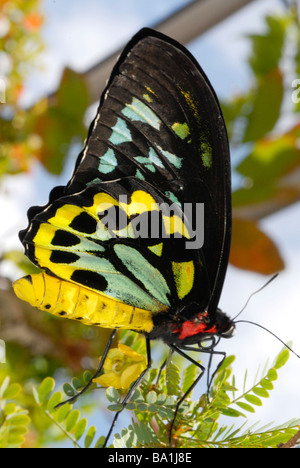 Cairns, papillon mâle de la CITES d'Ornithoptera euphorion Banque D'Images