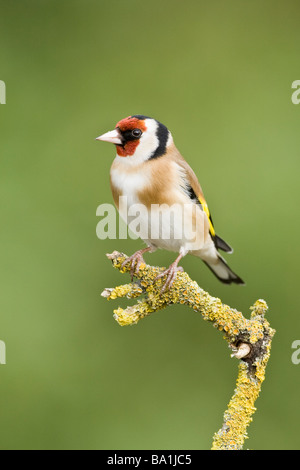 Chardonneret adultes sur le lichen covered Banque D'Images