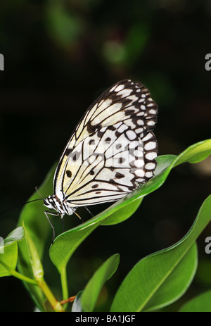 Idea leuconoe, papier de riz ou papier, papillon papillon kite Banque D'Images