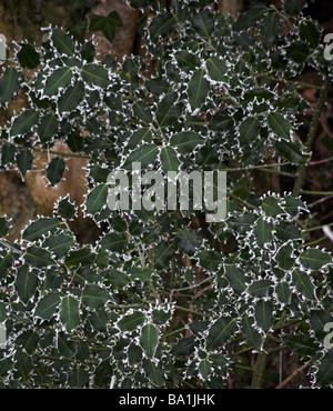 Holly, Ilex aquafolium, bordé de givre à Dorset UK en janvier Banque D'Images