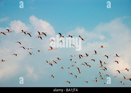 Flamants Roses en koothankulam Thirunelvelli au vol, District, Tamil Nadu Banque D'Images