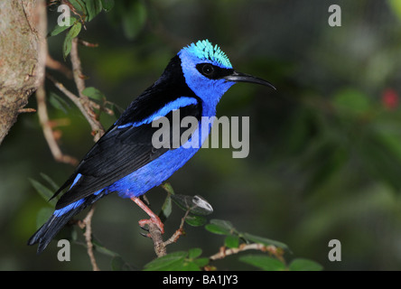 Red-legged Honeycreeper (Cyanerpes cyaneus) Banque D'Images