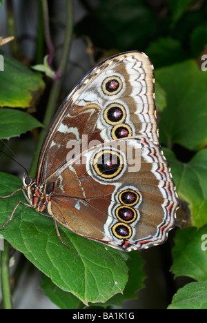 Face inférieure d'un papillon morpho montrant ocelles (taches oculaires) et une coloration brune Banque D'Images