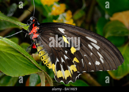 Cairns, papillon femelle de la CITES d'Ornithoptera euphorion Banque D'Images