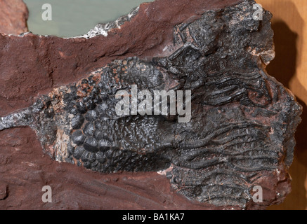 Les Crinoïdes fossiles, les animaux marins, également connu sous le nom de lys de mer ou plumes-stars Banque D'Images