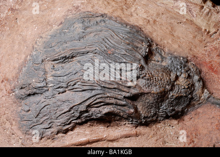 Les Crinoïdes fossiles, les animaux marins, également connu sous le nom de lys de mer ou plumes-stars Banque D'Images