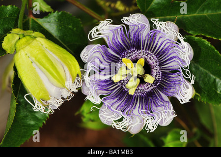 Close up de la passiflore Passiflora Elizabeth Banque D'Images