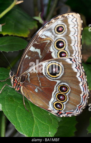 Face inférieure d'un papillon morpho montrant ocelles (taches oculaires) et une coloration brune Banque D'Images