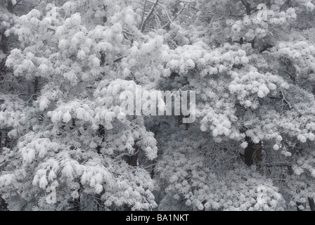 La neige sur les arbres dans le Colorado Banque D'Images