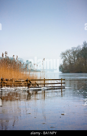 Moins 6 conditions le long des rives du Derwent Water gelés dans le Lake District avec la clôture et roseaux verrouillé dans la glace. Banque D'Images