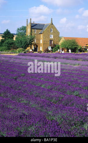 La Norfolk Lavender Caley Mill Heacham purple fleurs lavandula East Anglia Norfolk England UK Banque D'Images