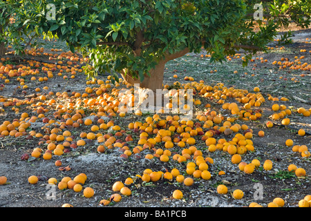 'Orange sanguine en décomposition tombés sous des arbres. Banque D'Images