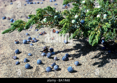 Genévrier nain aka le genévrier commun (Juniperus communis) Arbuste à petits fruits sur le bois et sur le terrain Banque D'Images