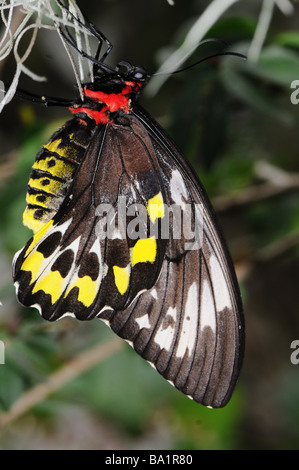 Cairns, papillon femelle de la CITES d'Ornithoptera euphorion Banque D'Images