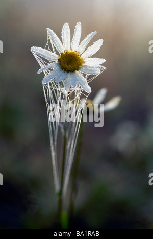 Oxeye Daisy Flower (Chrysanthemum leucanthemum) avec début de la rosée du matin et une "une araignée Web' Banque D'Images