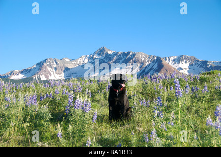 Un chien labrador noir est assis dans un champ de fleurs sauvages avec mt Wilson dans l'arrière-plan, au Colorado Banque D'Images