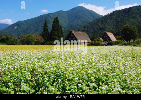 Champ de sarrasin et de plus en plus Maison de style japonais en arrière-plan Banque D'Images