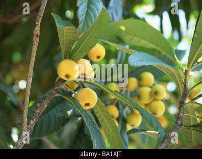 Néflier Arbre à fruits jaune Banque D'Images