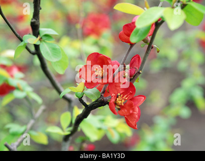 Coing japonais au début du printemps en fleurs Banque D'Images