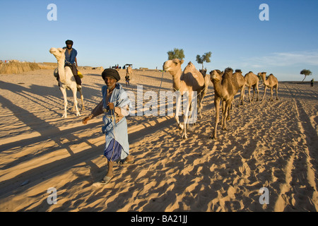 Touareg caravane de chameaux dans le désert juste à l'extérieur de Tombouctou au Mali Banque D'Images