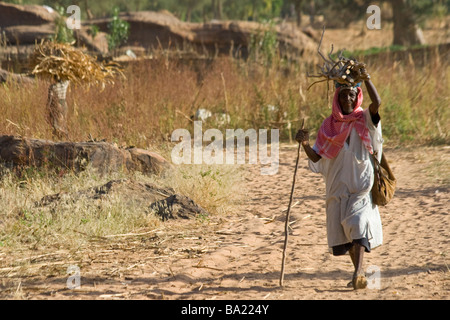 Personnes âgées homme Dogon transportant du bois sur sa tête dans le village de Yendouma en Pays Dogon au Mali Banque D'Images