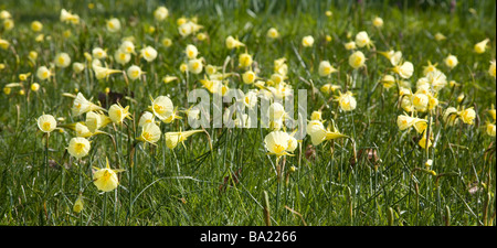 Hoop naturalisés-jupon jonquilles dans le soleil du printemps Banque D'Images