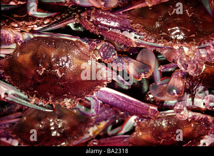 Les crabes nageurs en vente dans les marchés de poissons de Sydney Australie Banque D'Images