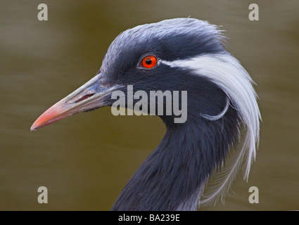 Grue demoiselle (anthropoides virgo ) portrait Banque D'Images