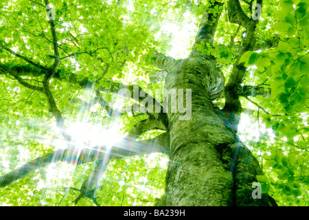 Rayons de Soleil passant à travers les Hêtres Banque D'Images