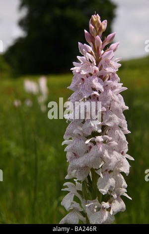 Close up de la fleur d'un Heath spotted Orchid (Dactylorhiza maculata) Banque D'Images