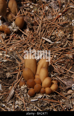 Un groupe de jeunes regroupée sur le cap d'encre luisante (Coprinus micaceus) Champignons Banque D'Images