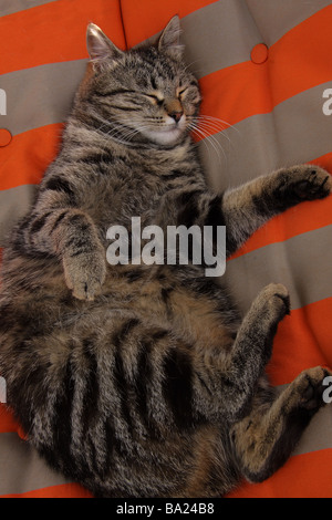 Un gros chat tigré endormi sur une chaise longue aux couleurs vives Banque D'Images