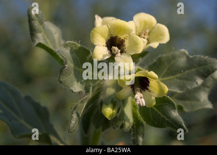 Jusquiame Hyoscyamus albus russe, Solanaceae, Ladispoli, lazio, Italie Banque D'Images