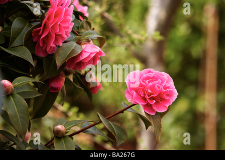 Camellia williamsii,' prévision' Banque D'Images