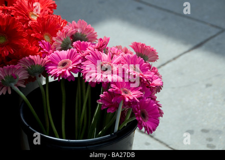 Fleurs à vendre sur trottoir Banque D'Images