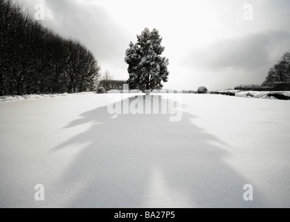 Lonely tree at winter Banque D'Images