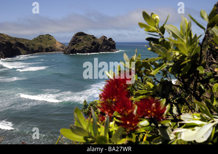 Arbre en fleur sur Pohutakawa Roack Lion, Nouvelle-Zélande Banque D'Images