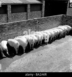 1950s, historique, vue de derrière, aligné en rangée, un conduit de cochons se nourrissant ensemble dans un enclos clos dans une cour de ferme, Angleterre, Royaume-Uni. Banque D'Images