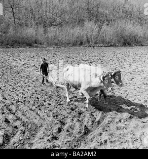 Agriculture en 1950s, Un agriculteur mâle utilisant deux boeufs pour tirer un outil de terrassement manuel, une charrue traditionnelle, à travers un champ, la France. Banque D'Images