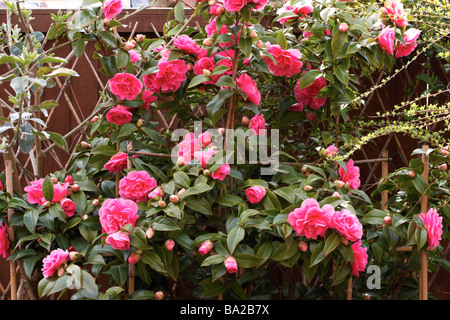 Camellia williamsii,' prévision' Banque D'Images