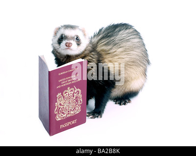 Un furet avec un passeport pour animaux de compagnie, prêt à voyager Banque D'Images